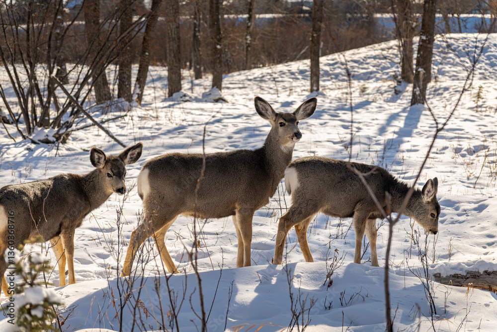 Mule deer mother and her fawns in a winter landscape Mule deer mother and her fawns in a winter landscape