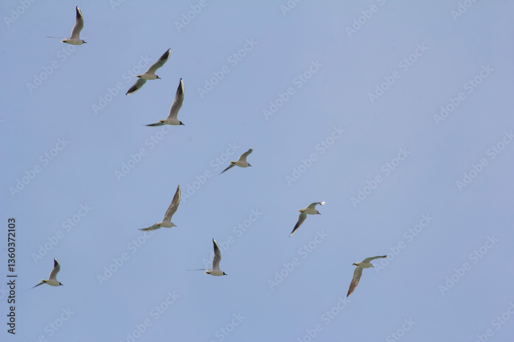 A flock of seagulls flying in formation under a clear blue sky. A flock of seagulls flying in formation under a clear blue sky.