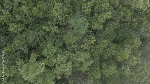 Wallpaper Mural Sundarban Mangrove Wild Honey Farming Drone 4k Dlog West Bengal, India Torontodigital.ca