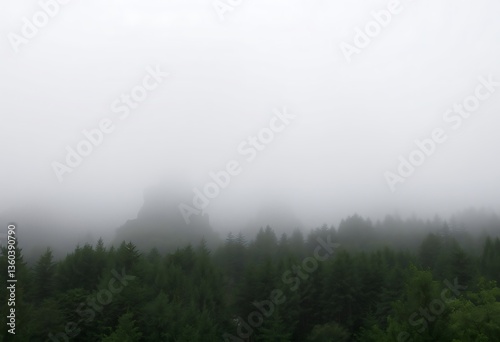 Forest shrouded in dense fog