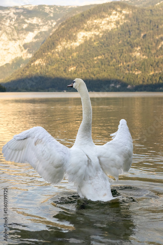 Swan swimming on Hallstatt lake surrounded by mountains, sunset, Austria