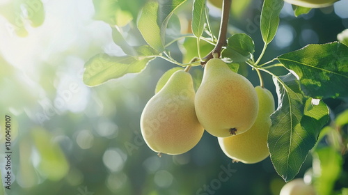 Ripe pears hanging on a tree against a bright background  