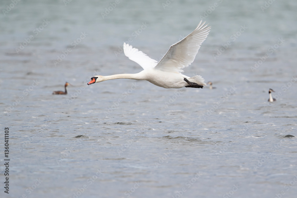 Fototapeta premium adult mute swan (cygnus olor) in flight close above the water surface