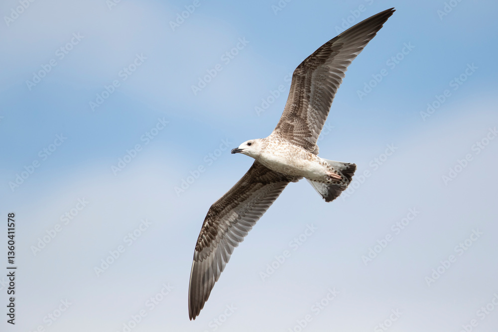 Obraz premium first calendar year or juvenile yellow-legged gull (larus michahellis) in flight