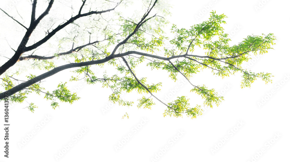 Obraz premium Close-up View of Lush Green Tree Branches
