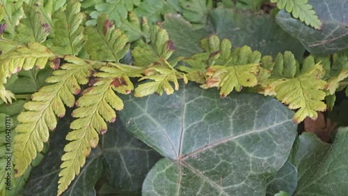 Nature video. Domesticated fern growing in a pot sways in the wind.
