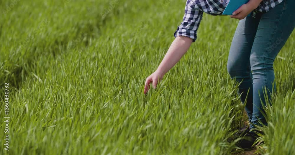 Female farmer examines stalks of young wheat Female farmer examines stalks of young wheat