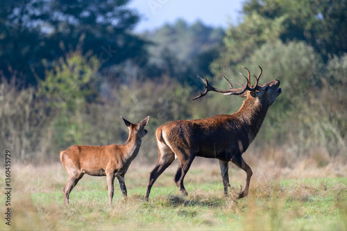 Obraz na płótnie Red deer fawn of Scotland observing and listening a stag walking and roaring in a plain in a park