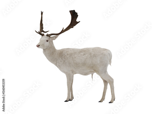 White deer isolated on white background
