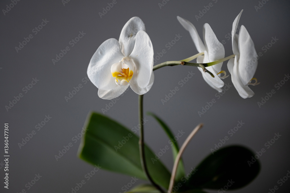 Fototapeta premium A blooming white orchid (Orchidaceae) on a gray background. Photographed in natural light. Play of light and shadows. 