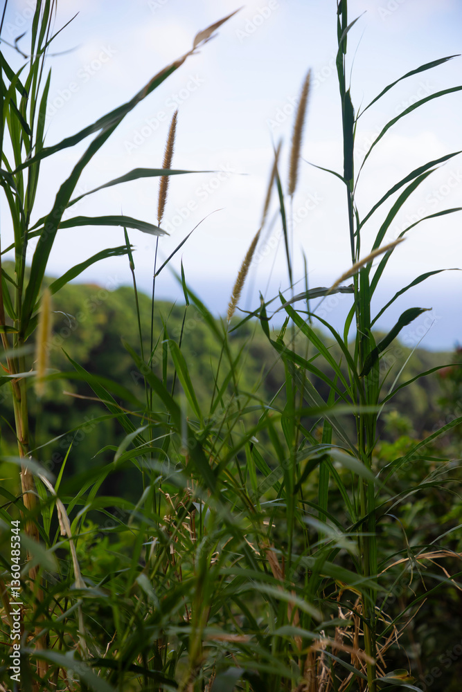 Fototapeta premium green grass close up and sky