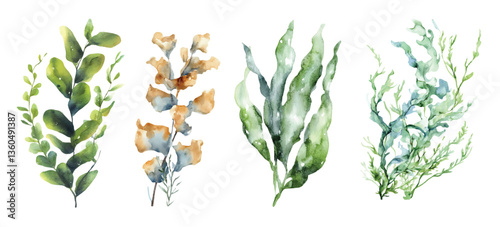 Seaweed watercolor vector illustration, underwater ocean flora plant art isolated on white background