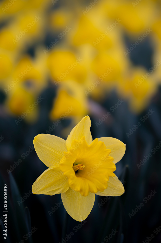 Fototapeta premium Żonkil (Narcissus jonquilla L.)
