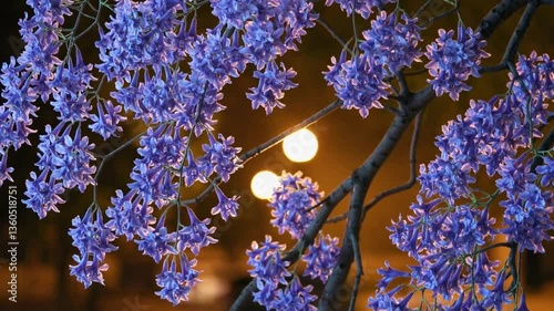 Dreamy Jacaranda Blossoms Illuminated at Night  