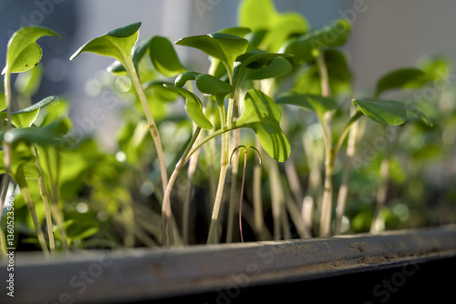 Obraz na płótnie Tomato seedlings growing towards the sunlight w salonie