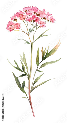 Wallpaper Mural PNG A Yarrow wildflower illustration watercolor plant. Torontodigital.ca