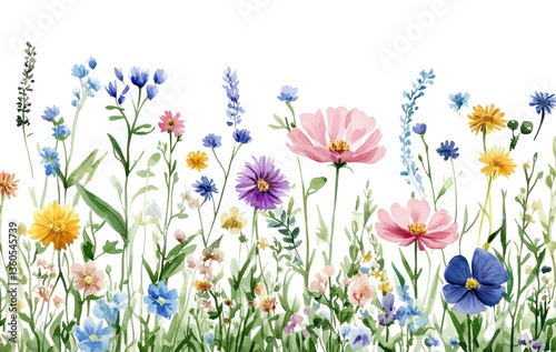 Fototapeta Naklejka Na Ścianę i Meble -  PNG Beautiful wild flower meadow flowers illustration watercolor.