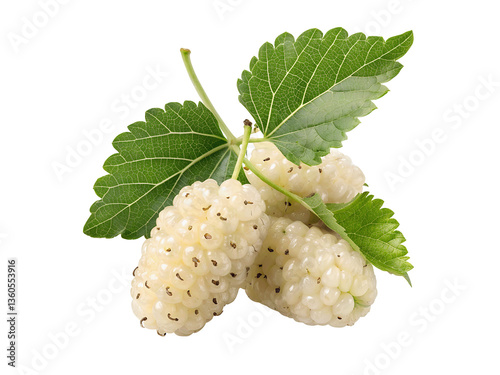 Fresh white mulberries isolated on a transparent white background PNG cutout for seamless design use