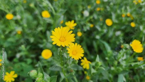 Calendula arvensis is a species of flowering plant in the daisy family known by the common name field marigold photo