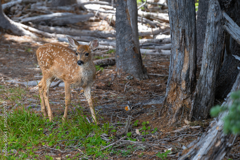 Young Deer on the Hurricane Ridge in the Olympic National Park, WA