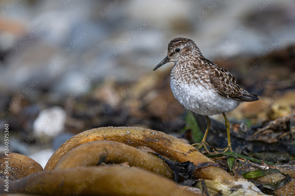Sanderling (Calidris alba) Bird in the Olympic National Park, WA