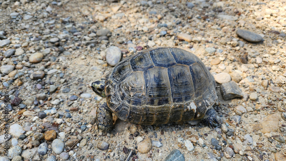 Obraz premium A Mediterranean Spur-Thighed Tortoise (Testudo graeca), caught up in the exuberance of spring, has paused for a rest in the shade.