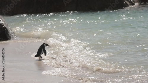 Cute penguins in a bay close to Simon's bay in south africa. Sanctuary or colony of penguins next to the giant stone boulders. Sunny warm day.