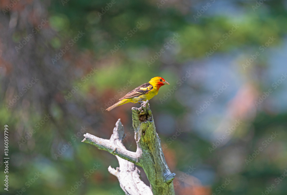 Western Tanager in the Forest