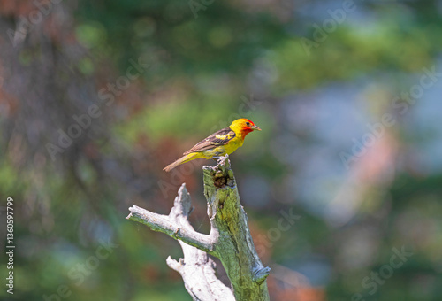 Obraz na płótnie Western Tanager in the Forest w salonie