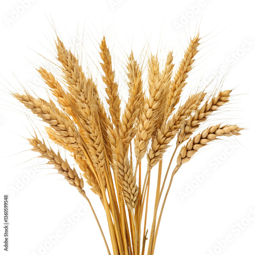 Golden wheat stalks harvest transparent background