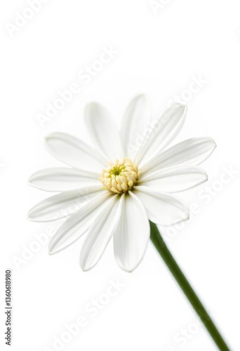 Close-up of a single edelweiss flower, pristine white petals against a pure white backdrop, macro, leontopodium, alpine