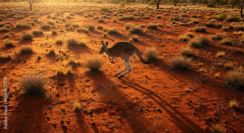An Australian kangaroo leaps across an arid landscape in sunlight