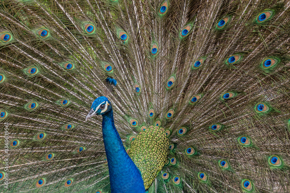 Obraz premium A blue peacock with its tail feathers fully displayed behind it, showcasing numerous eye-like patterns