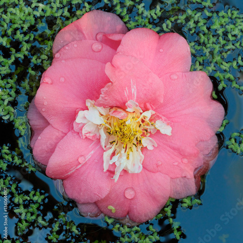Camellia Flower Floating on Water Surface floating in water surrounded by green duckweed.