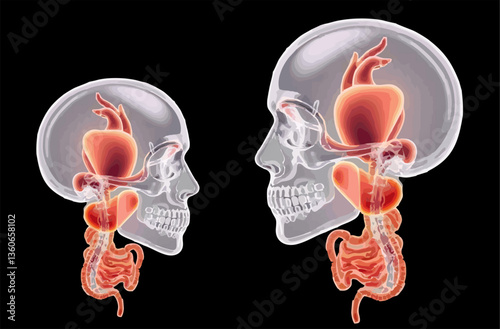 abstract illustration of transparent human head skull with body organs