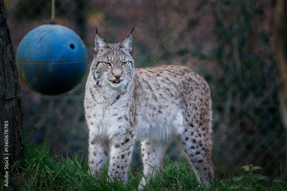 Fototapeta premium A female Eurasian Lynx