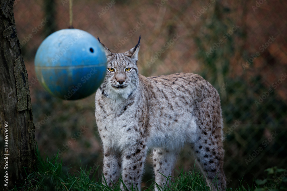 Obraz premium A female Eurasian Lynx behind a blue ball enrichment item.
