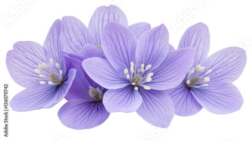 blue flowers isolated on white background