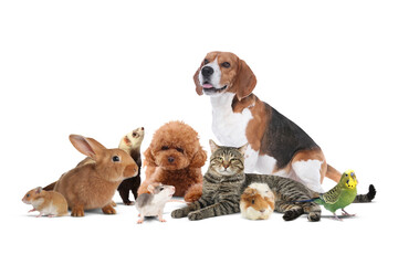 Group of cute domestic pets on white background