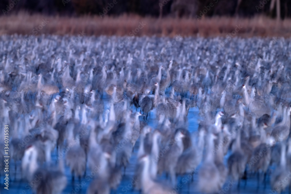 Naklejka premium Sandhill cranes (Grus canadensis) at dawn; Crane Trust; Nebraska 