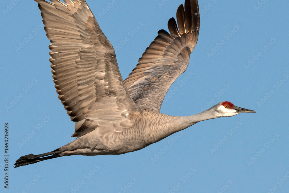 Obraz premium Sandhill crane (Grus canadensis) migrating; Crane Trust; Nebraska