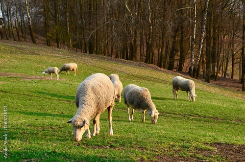 a flock of sheep grazing on a green meadow