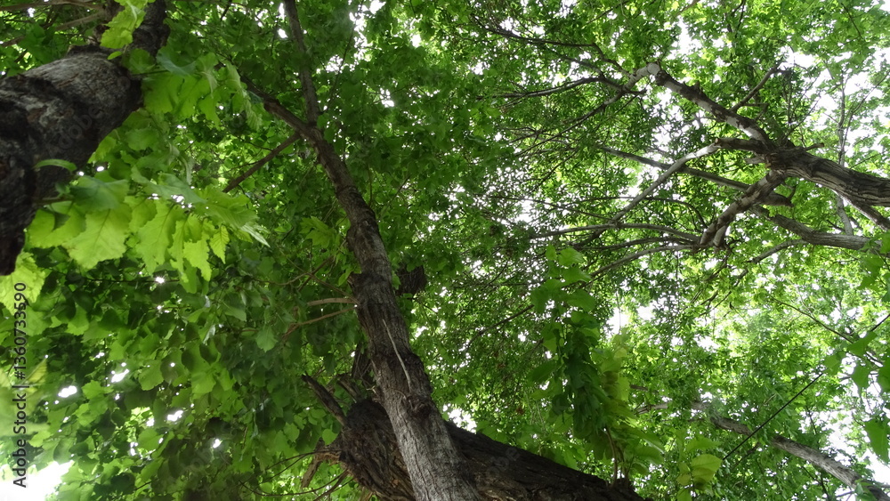 Fototapeta premium tree in the forest