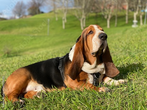 Basset Hound descansando en el parque