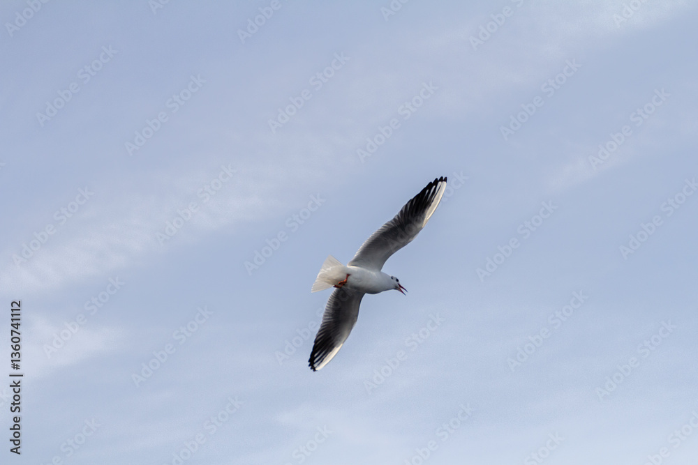 Obraz premium A captivating shot of seagulls soaring over the waters of Istanbul, showcasing the freedom and beauty of these iconic birds. 