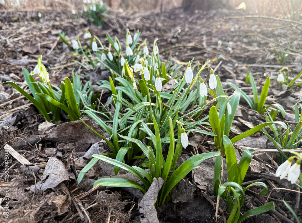 Fototapeta premium Delicate snowdrops blooming through dry forest ground in early spring