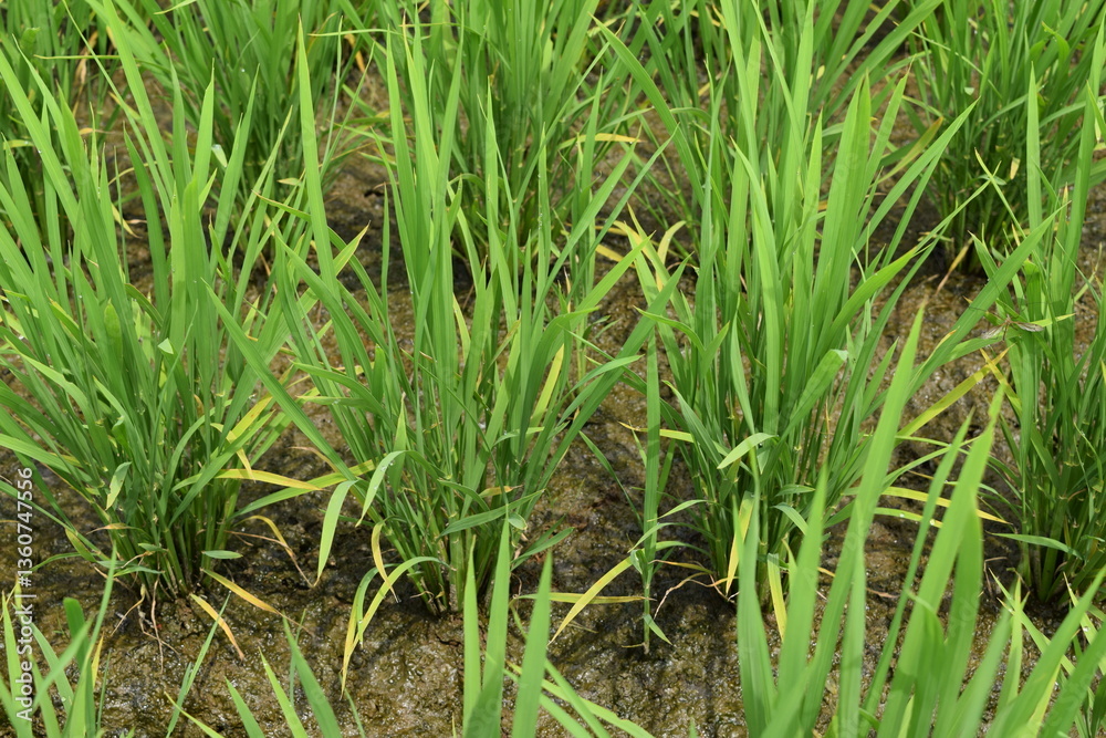 田植え2ヶ月後の水田 田植え2ヶ月後の水田