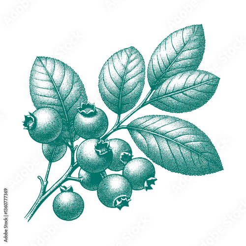 Blueberry branch engraving vector