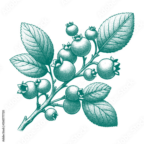 Blueberry branch engraving vector