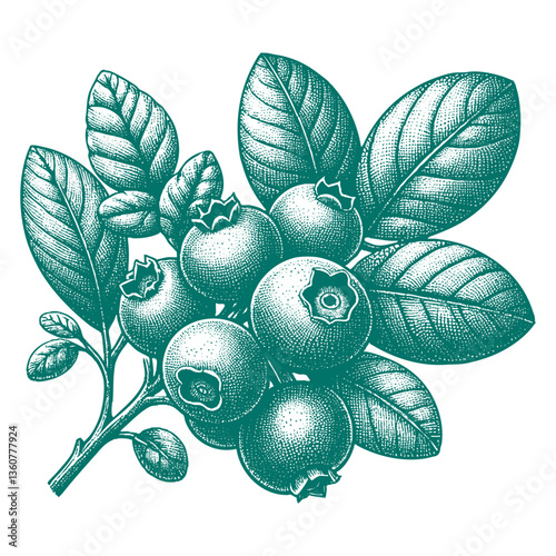 Blueberry branch engraving vector